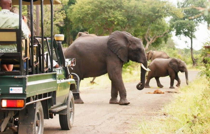 Game drive and rhino walk safari in Mosi-oa-Tunya National Park