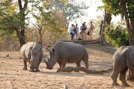 Safari Game Drive and Rhino Walk gallery photo 18