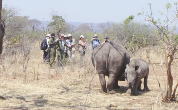Safari Game Drive and Rhino Walk gallery photo 19