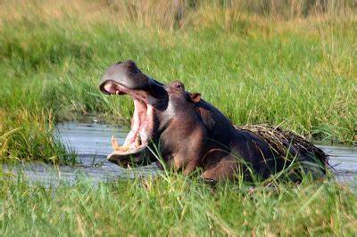 Chobe Safari Day Trip gallery photo 9