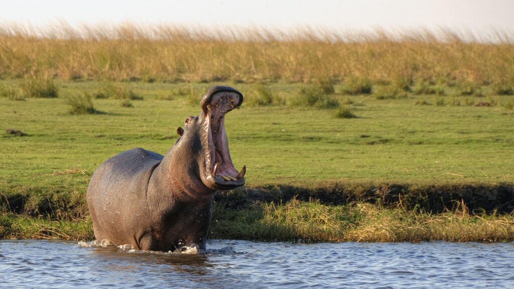 Chobe Safari Day Trip gallery photo 10