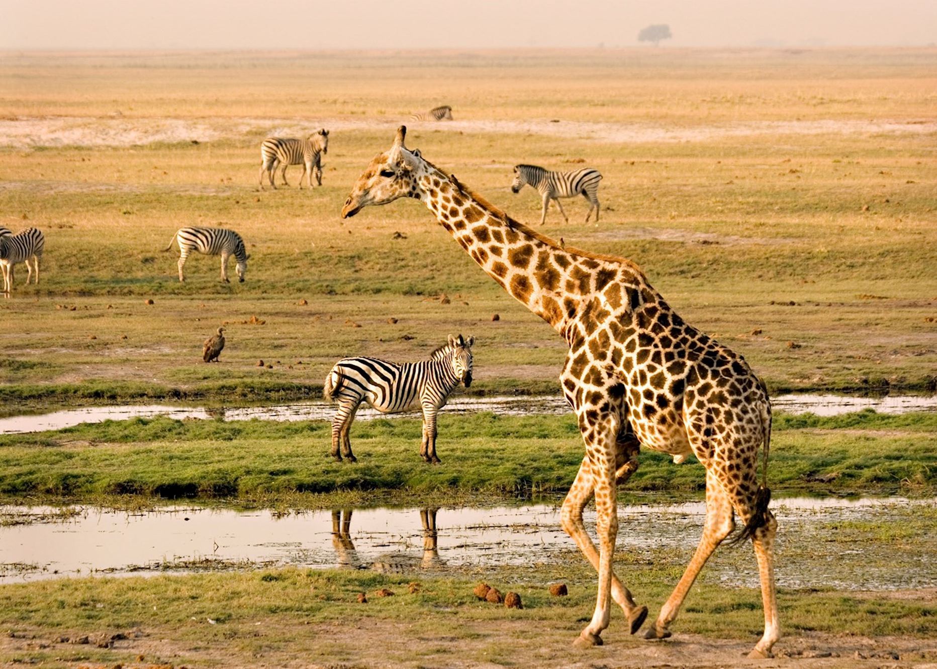Chobe Safari Day Trip gallery image 8