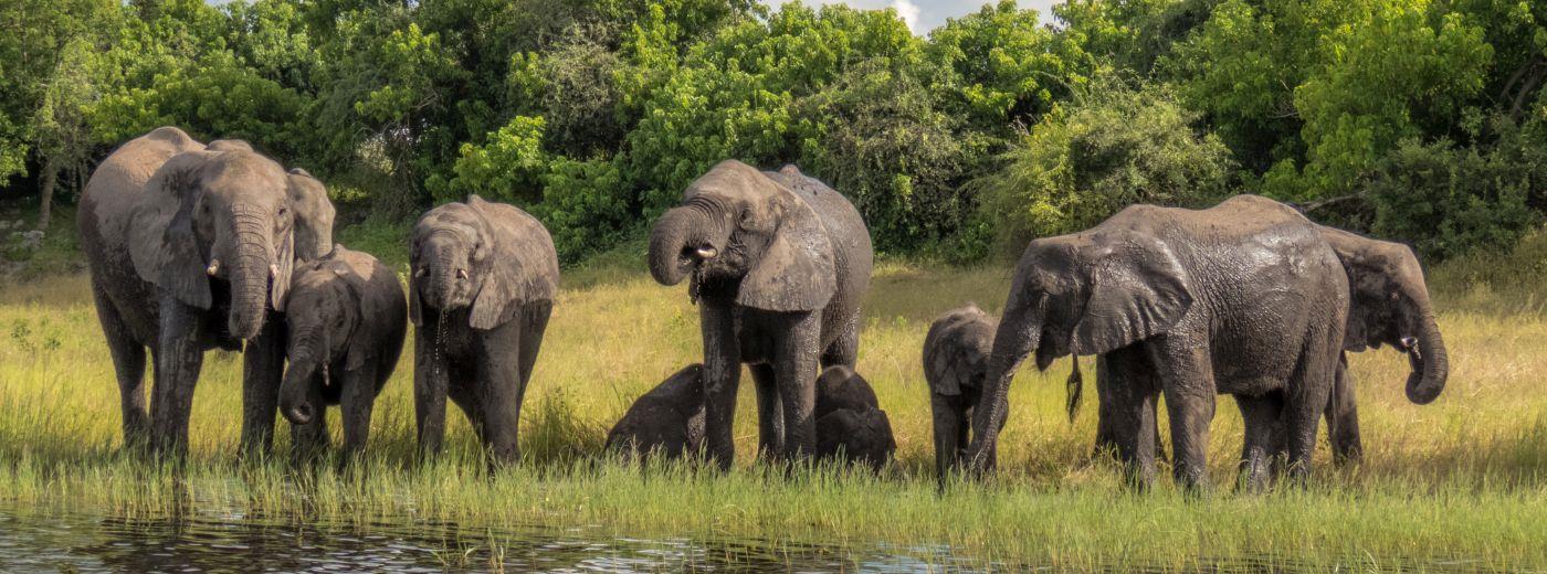 Chobe Safari Day Trip gallery image 5