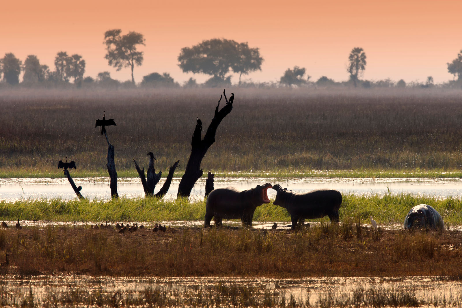 Chobe Safari Day Trip gallery image 4