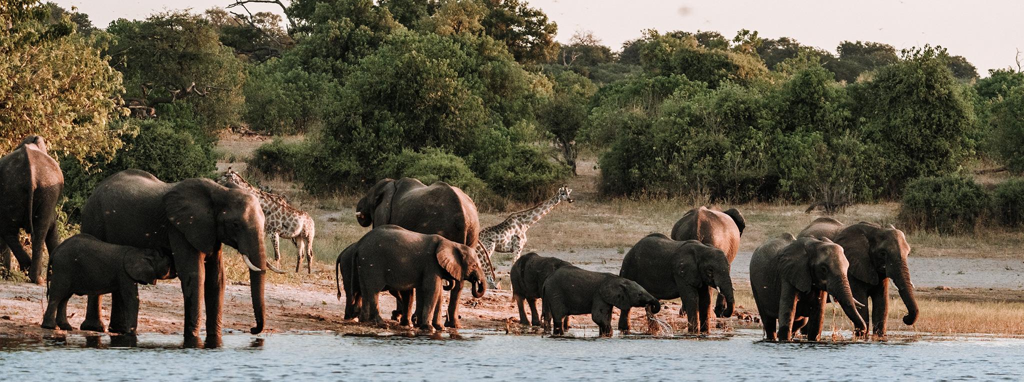 Chobe Safari Day Trip gallery image 15
