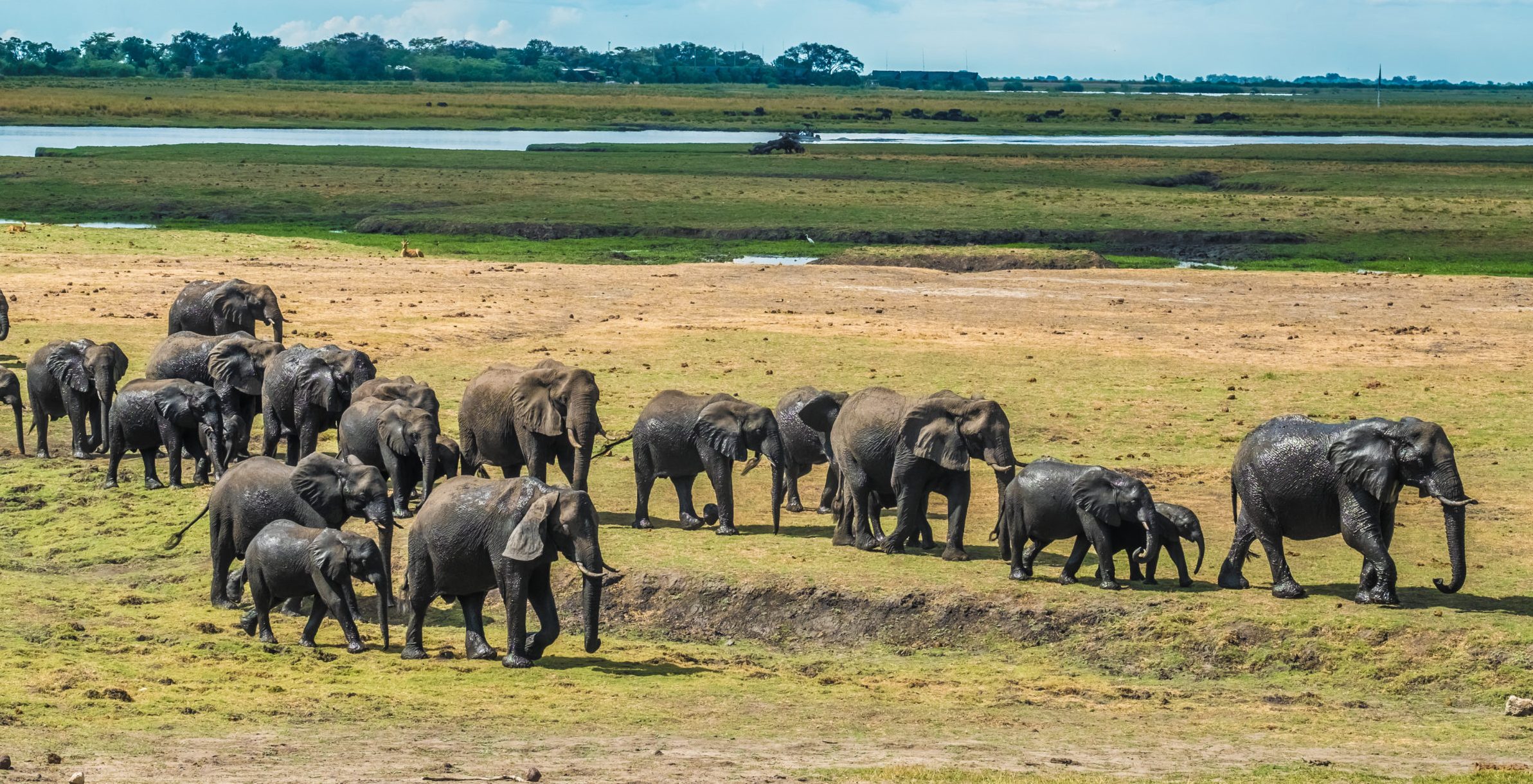 Chobe Safari Day Trip gallery image 3