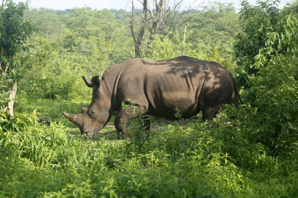 Safari Game Drive and Rhino Walk