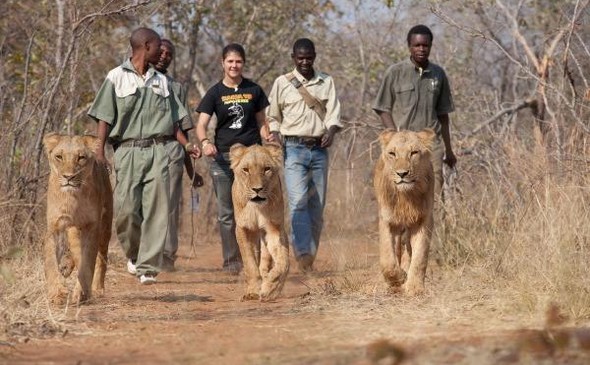 Lion Walking Safari gallery photo 11