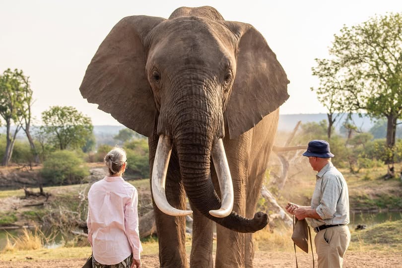 Elephant Café dining and wildlife setting