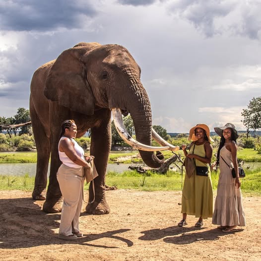 Elephant Café Lunch Experience gallery photo 15