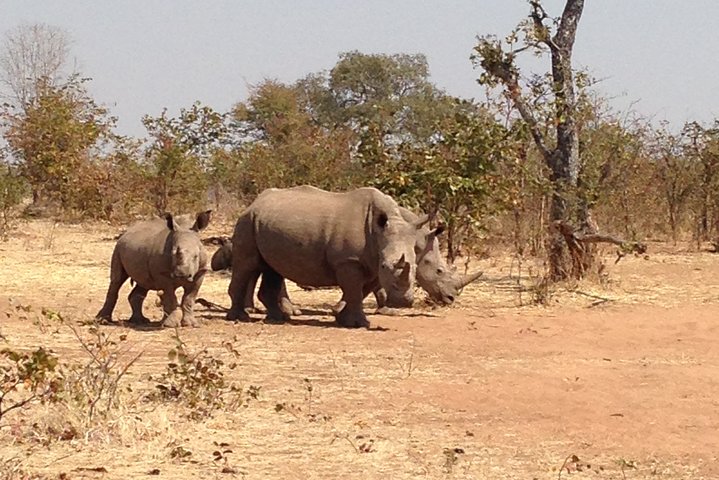Safari Game Drive and Rhino Walk photo 2