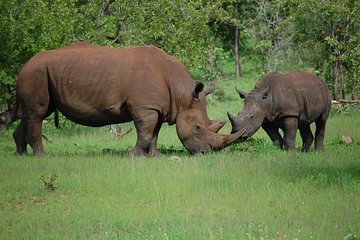 Safari Game Drive and Rhino Walk gallery photo 10