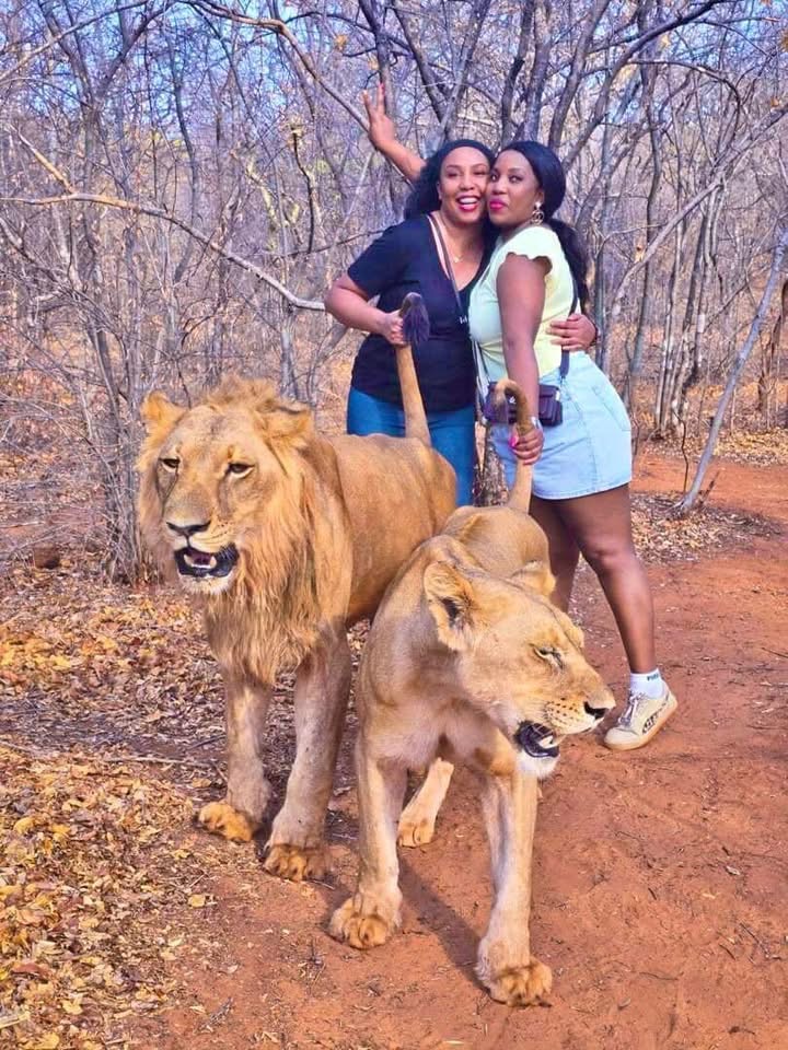 Lion Walking Safari gallery photo 30