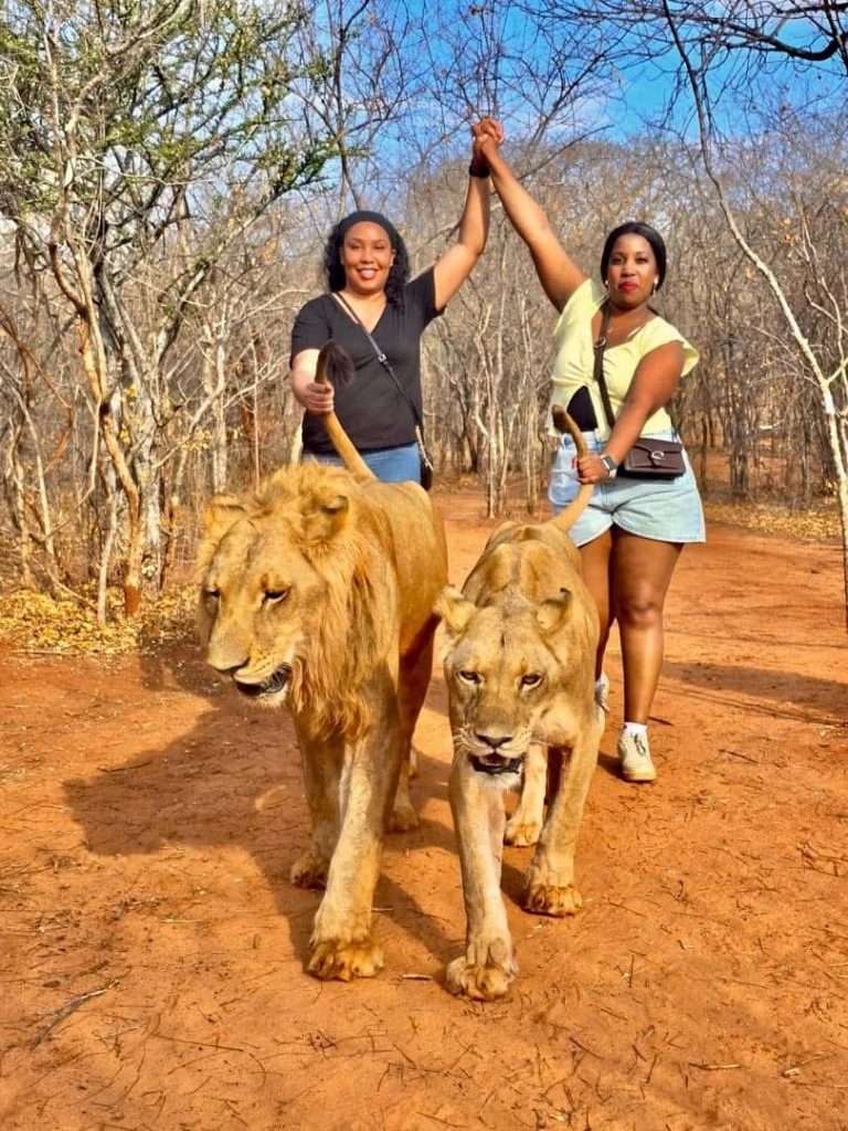 Lion Walking Safari gallery photo 29