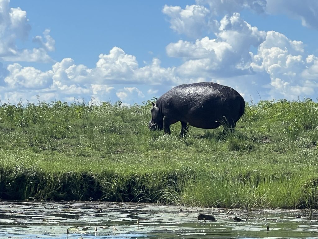 Chobe Safari Day Trip gallery photo 18