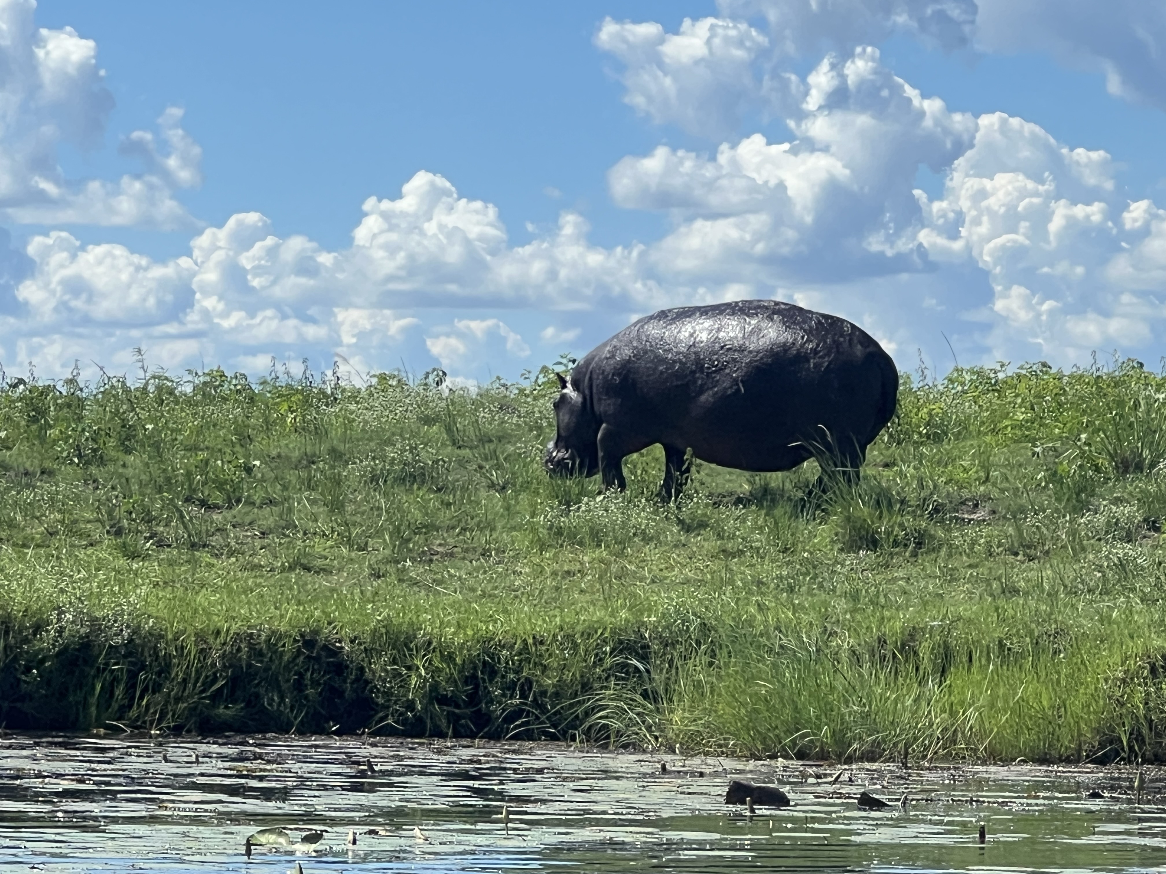 Chobe Safari Day Trip gallery image 10