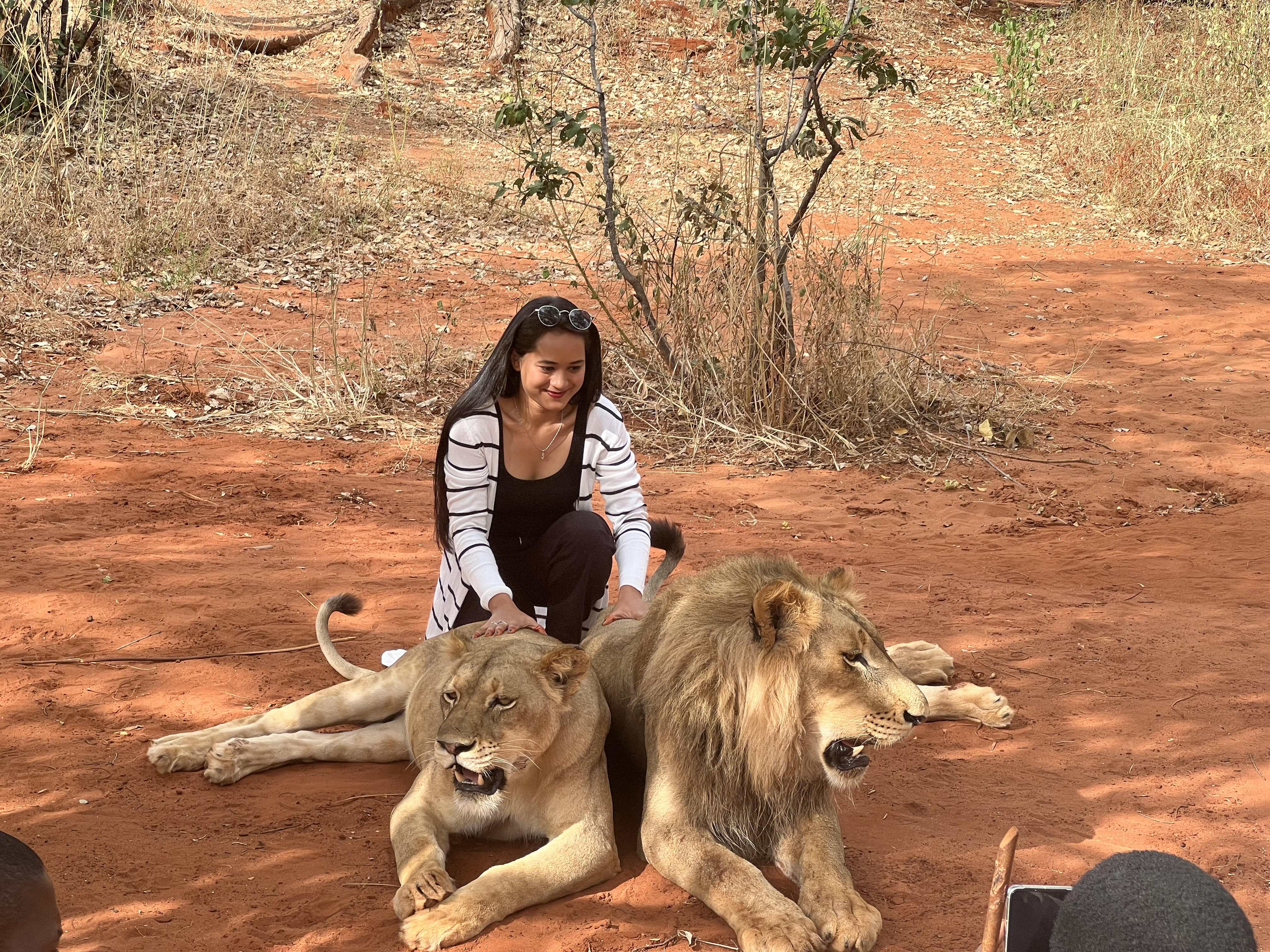 Lion Walking Safari gallery photo 24