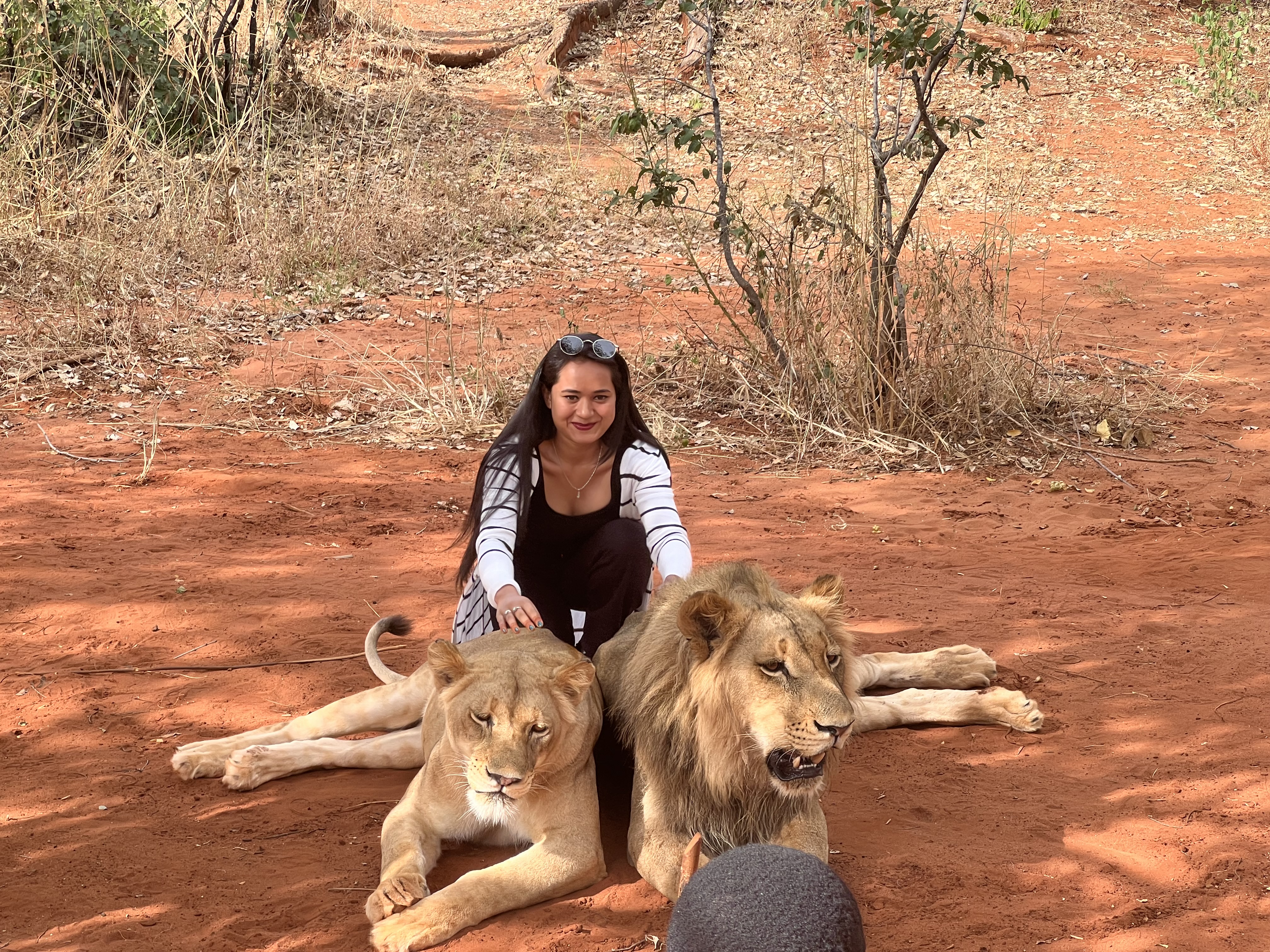 Lion Walking Safari gallery photo 23