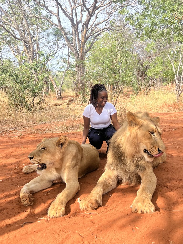 Lion Walking Safari gallery photo 19