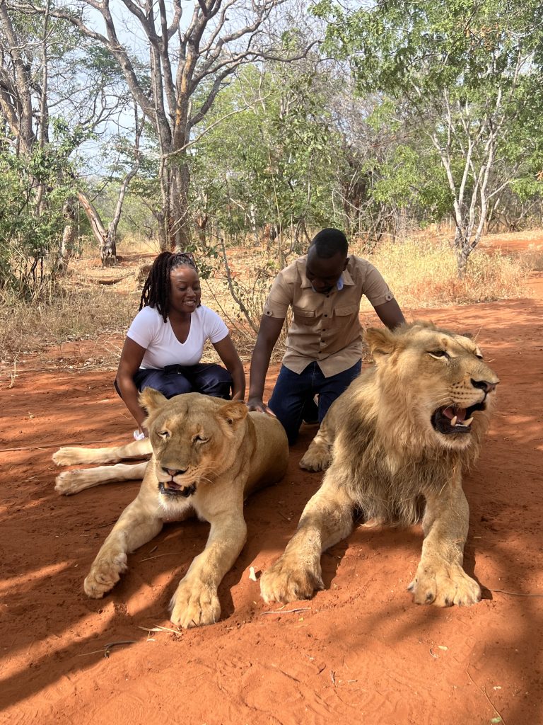 Lion Walking Safari gallery photo 21