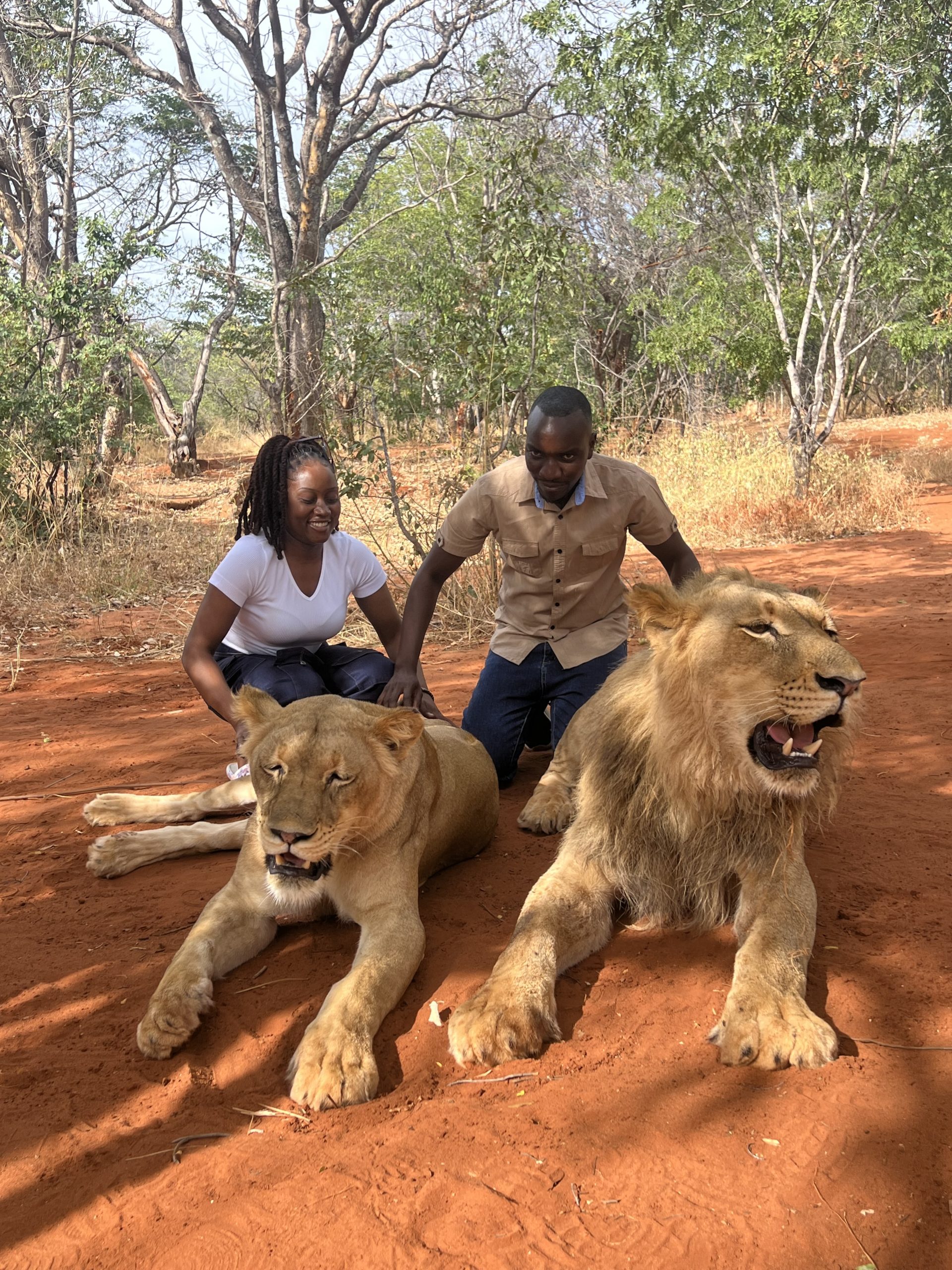 Lion Walking Safari photo 2