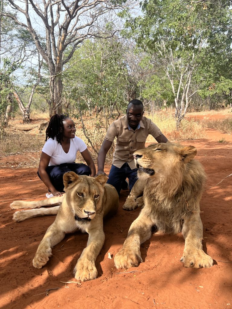 Lion Walking Safari gallery photo 16