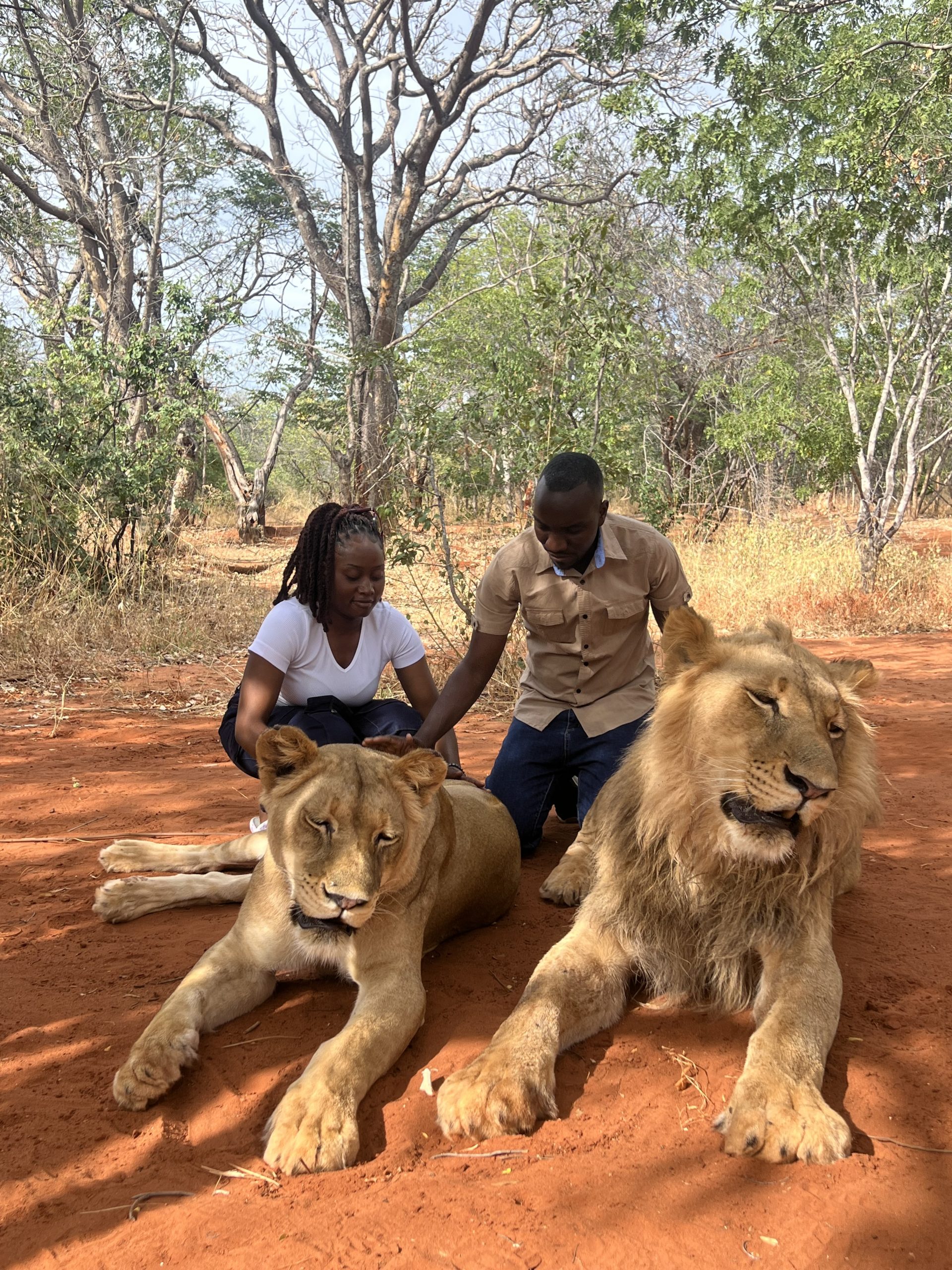 Lion Walking Safari gallery photo 17