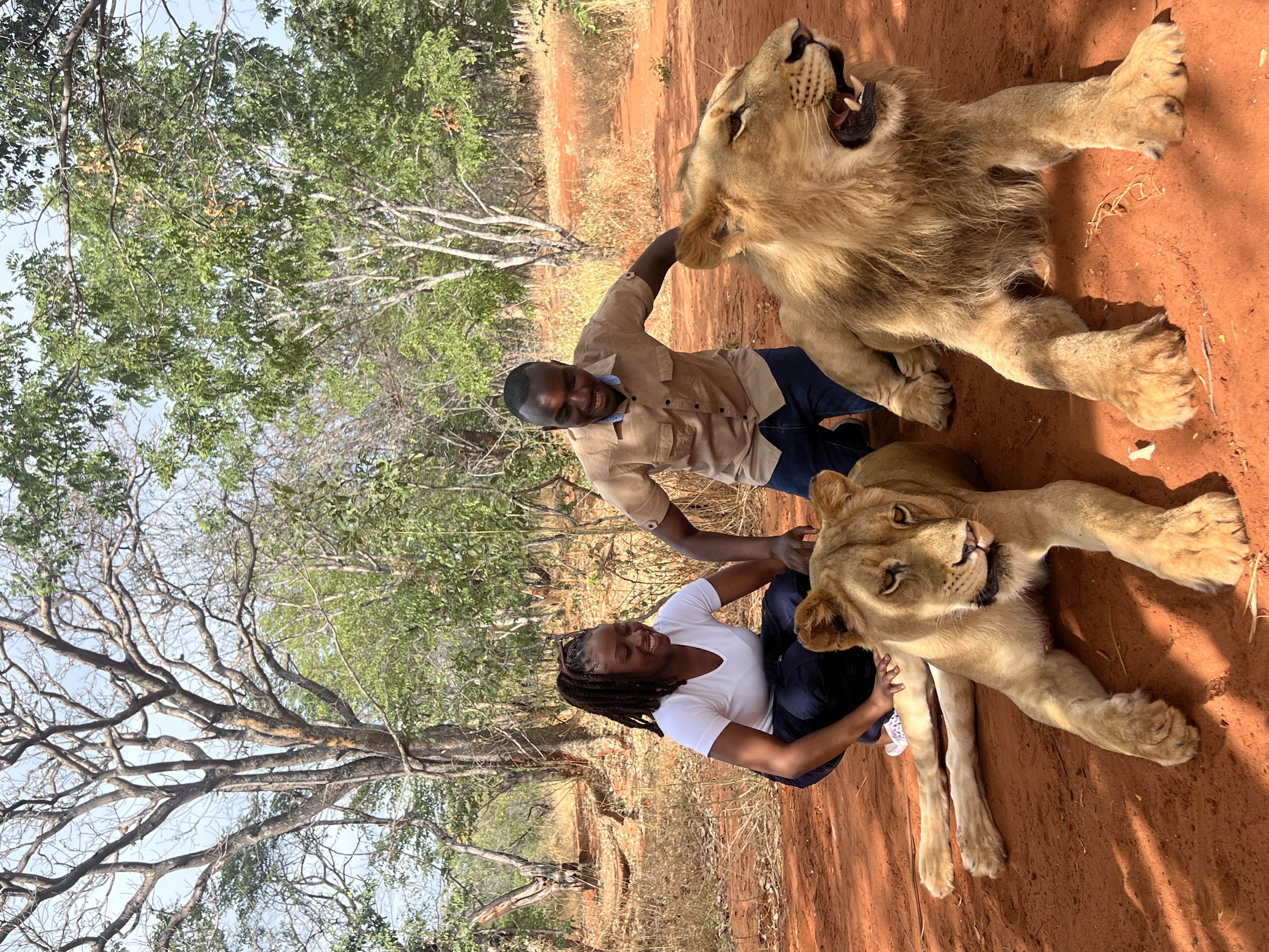 Lion Walking Safari gallery photo 15