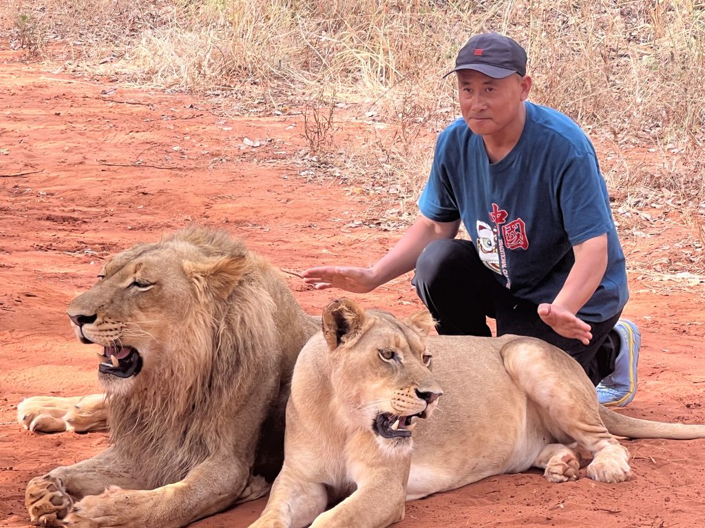 Lion Walking Safari gallery photo 14
