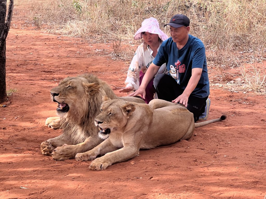 Lion Walking Safari gallery photo 13