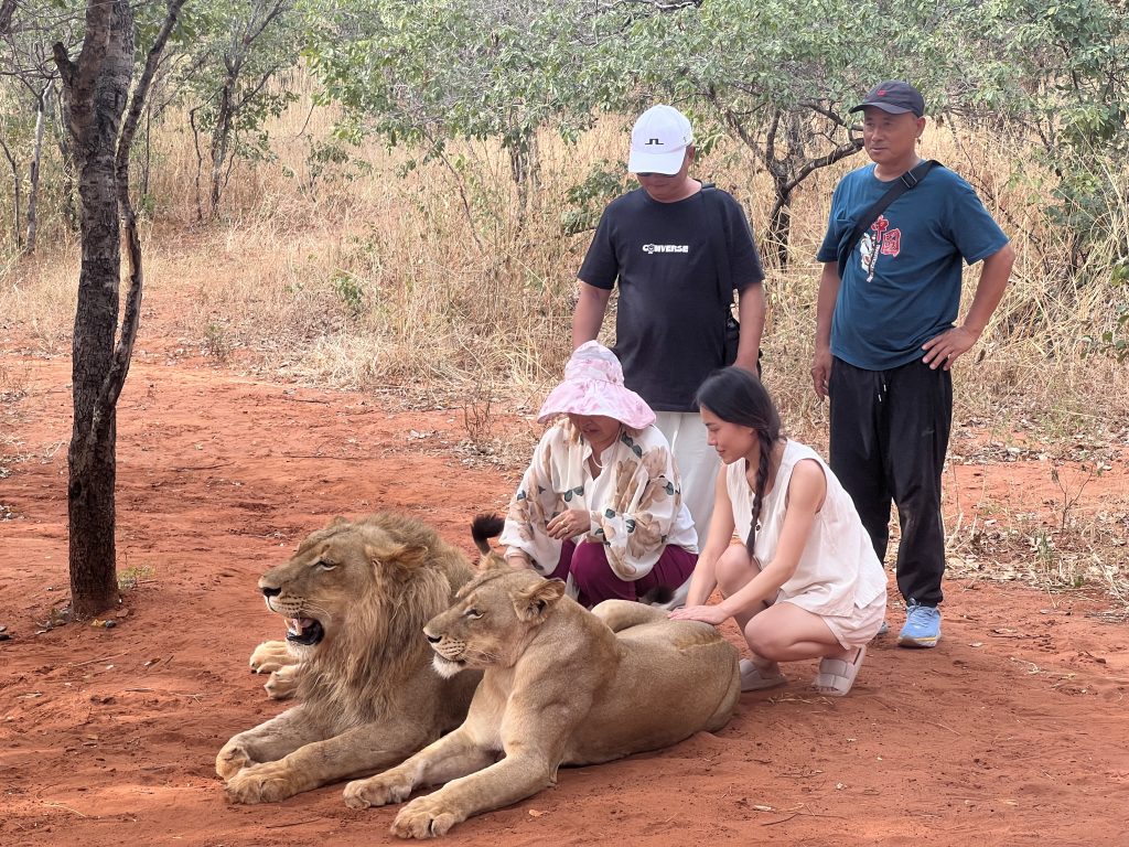 Lion Walking Safari gallery photo 12