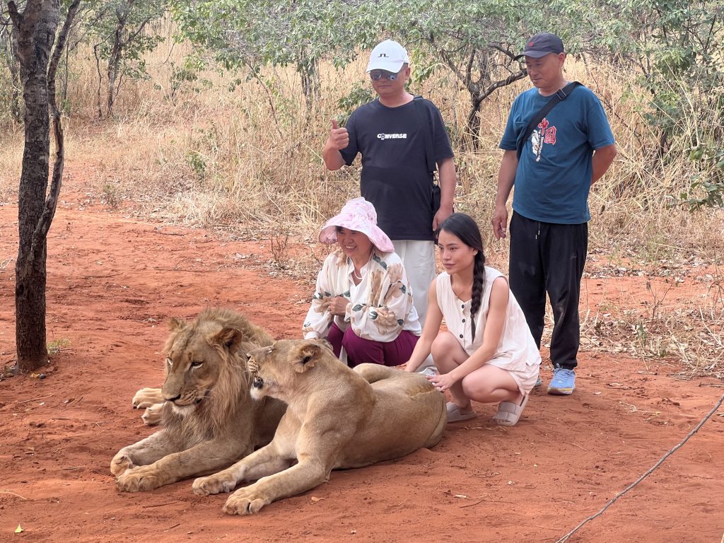Lion Walking Safari gallery photo 2