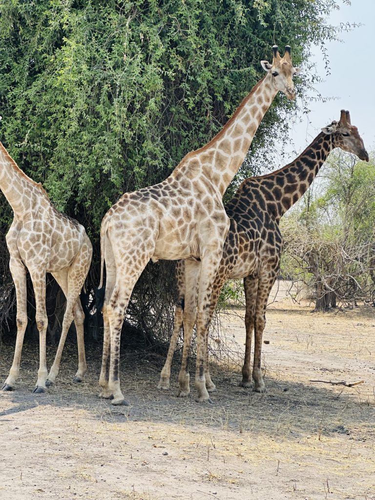 Chobe Safari Day Trip gallery photo 14