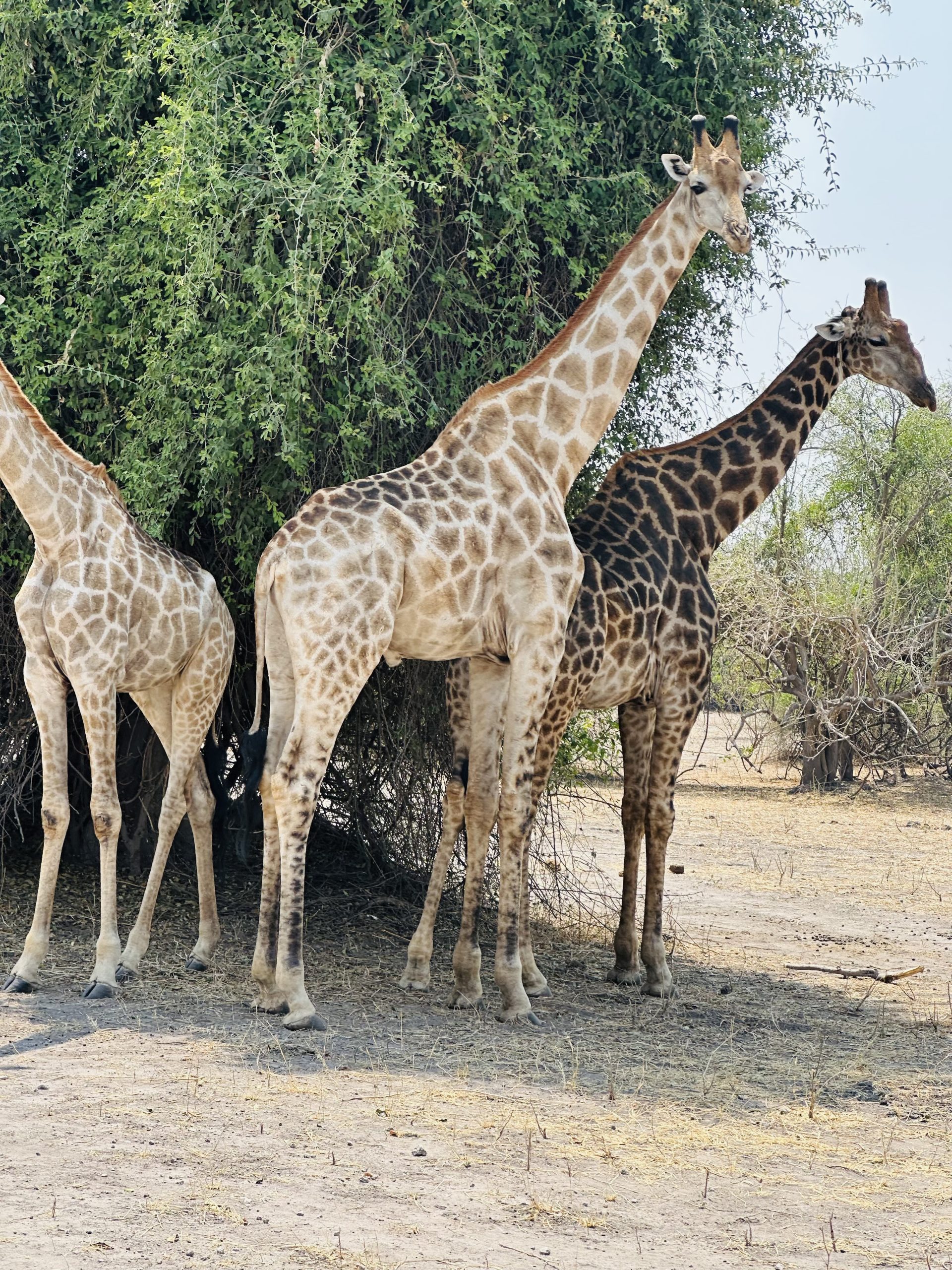 Chobe Safari Day Trip