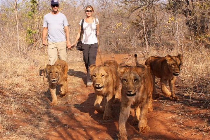Lion Walking Safari gallery photo 4