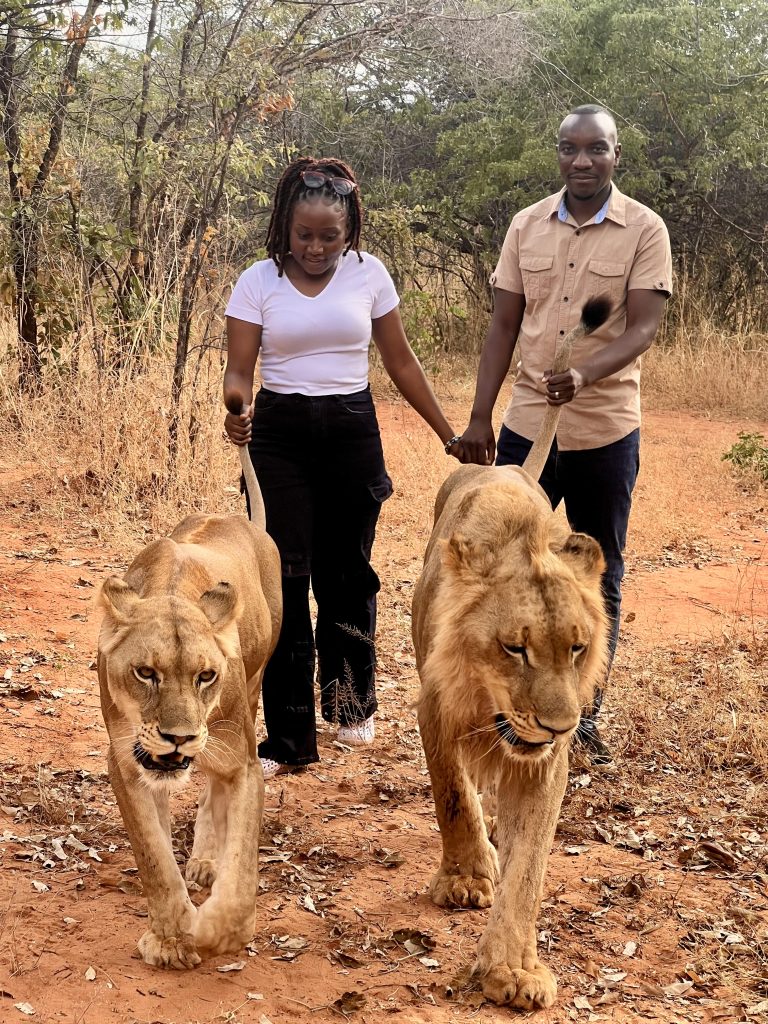 Lion Walking Safari gallery photo 3