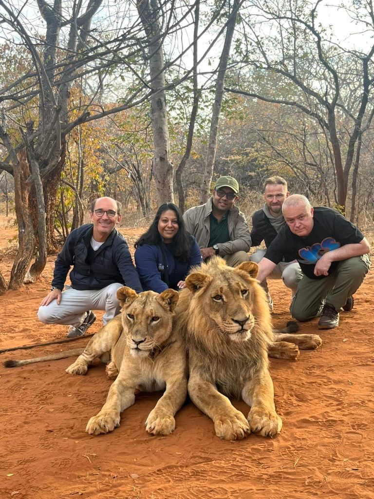 Lion Walking Safari