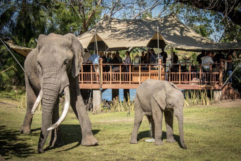 The Elephant Café on the banks of the Zambezi River