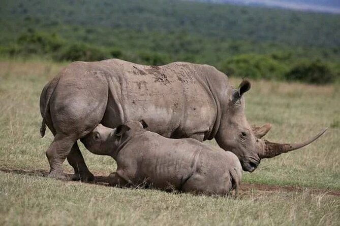 Safari Game Drive and Rhino Walk gallery image 8