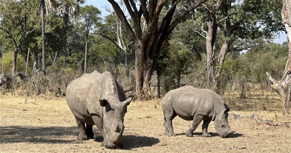 Safari Game Drive and Rhino Walk gallery photo 6