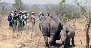 Safari Game Drive and Rhino Walk gallery image 4