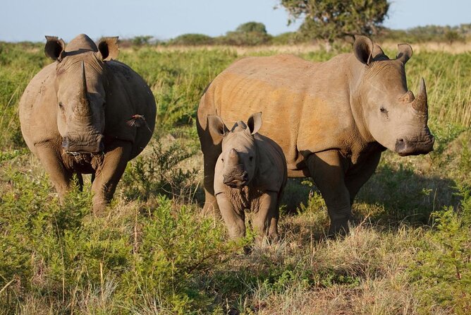 Safari Game Drive and Rhino Walk gallery image 3