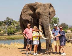 Elephant Café experience near Victoria Falls