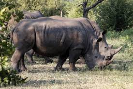 Safari Game Drive and Rhino Walk gallery photo 14