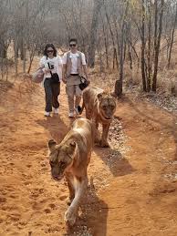Lion Walking Safari gallery photo 6